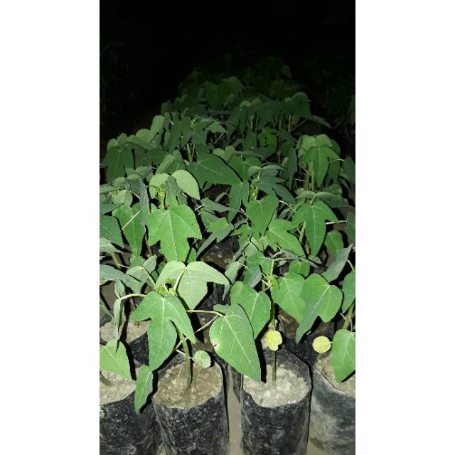 Bibit tanaman pepaya tailand kates