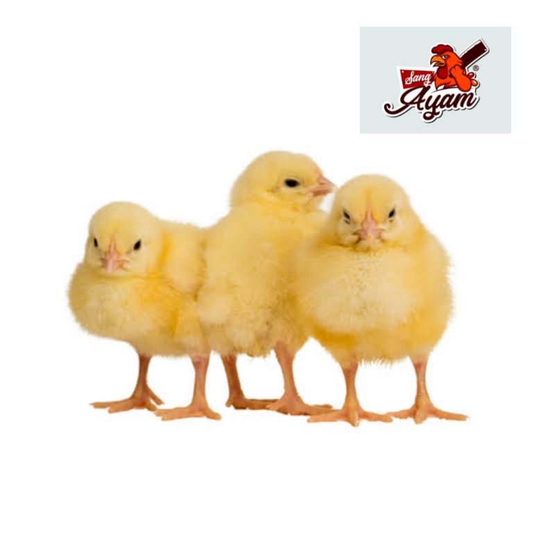 DOC Broiler | Anak Ayam Broiler | Ayam Pedaging Super Per box