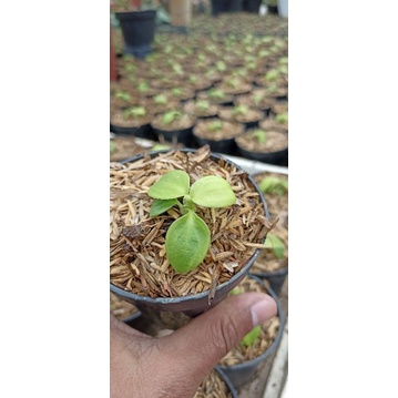 philodendron rugosum (pigskin)