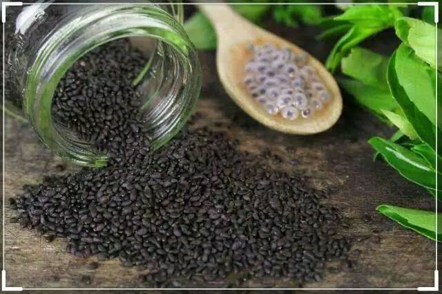 

Biji selasih super/ basil seeds repack