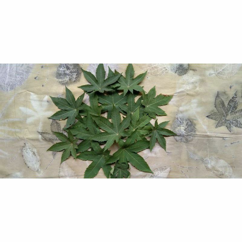 

jarak kepyar ecoprint