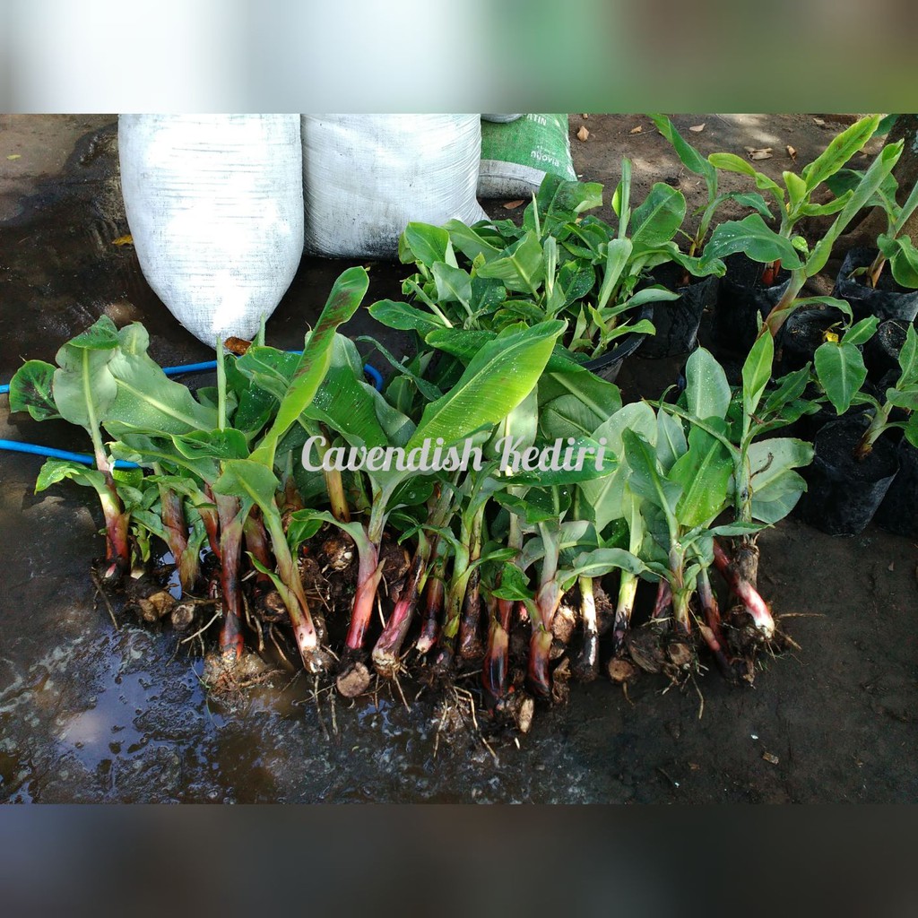 bibit pisang cavendish / ukuran sedang / Cavendish Grand Nain / Tunas Cavendish
