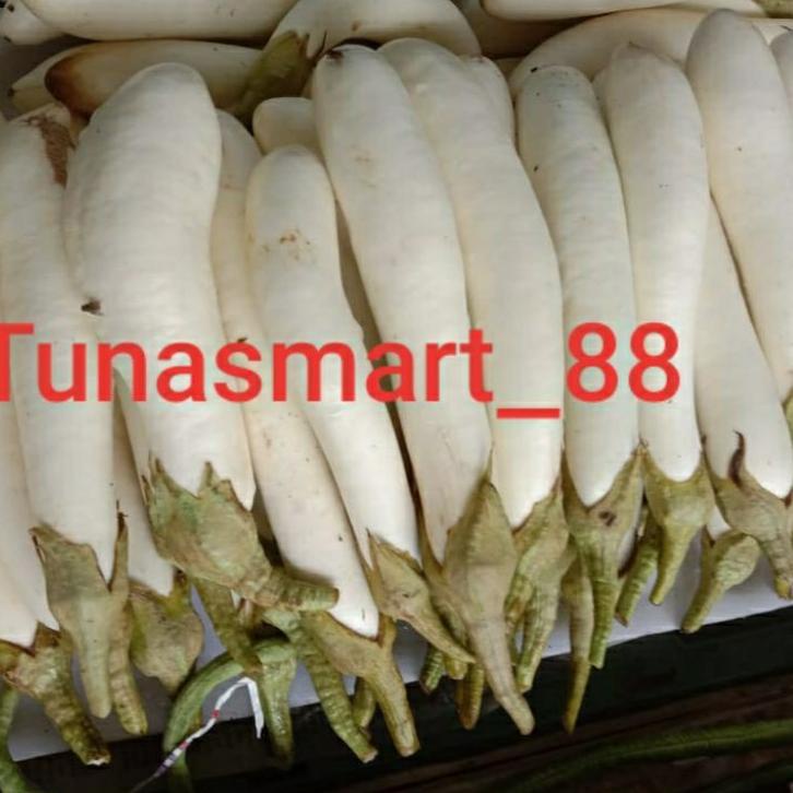 

FLASH SALE TERONG PUTIH/PHAK TIAU COI KALIMANTAN !!