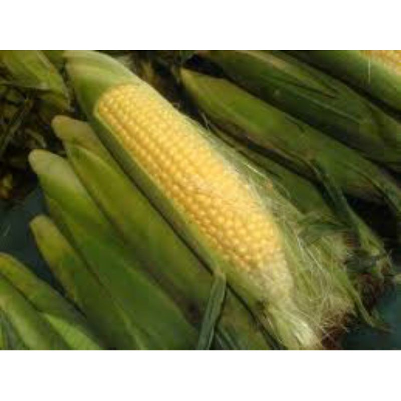 

Jagung Manis