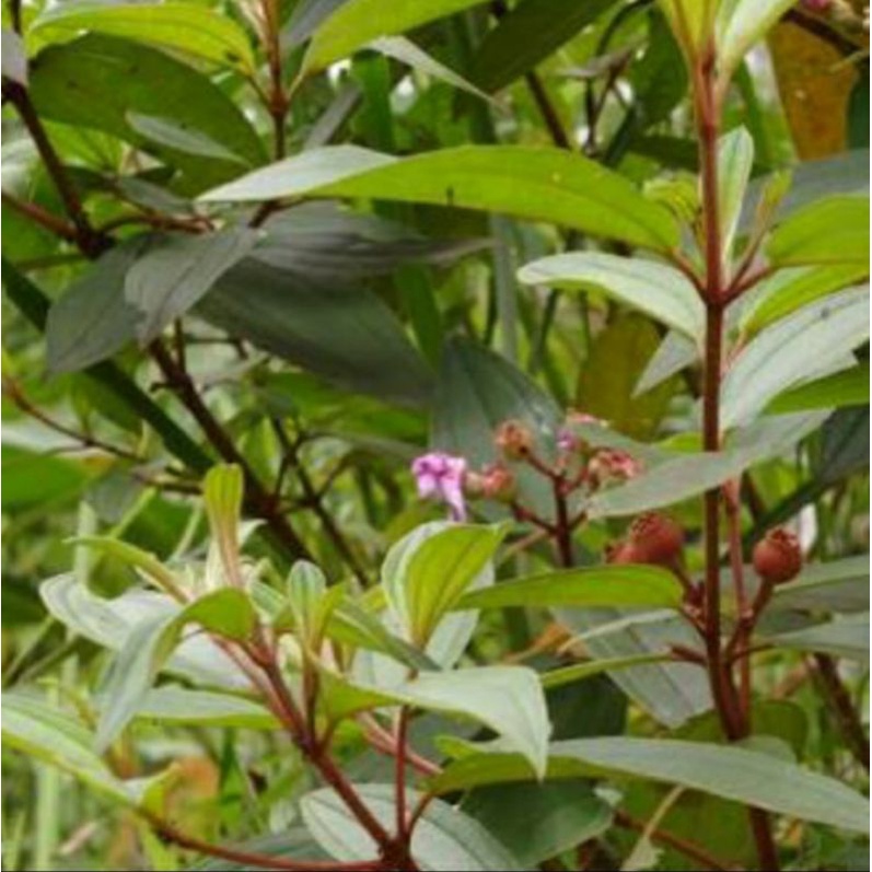 

daun senggani, harendong 500gr