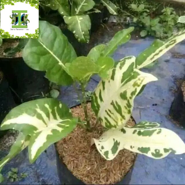 Tanaman hias Puring Terang bulan - Pohon puring bulan