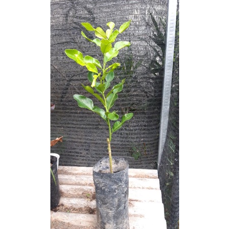 bibit jeruk purut okulasi (daun jeruk)