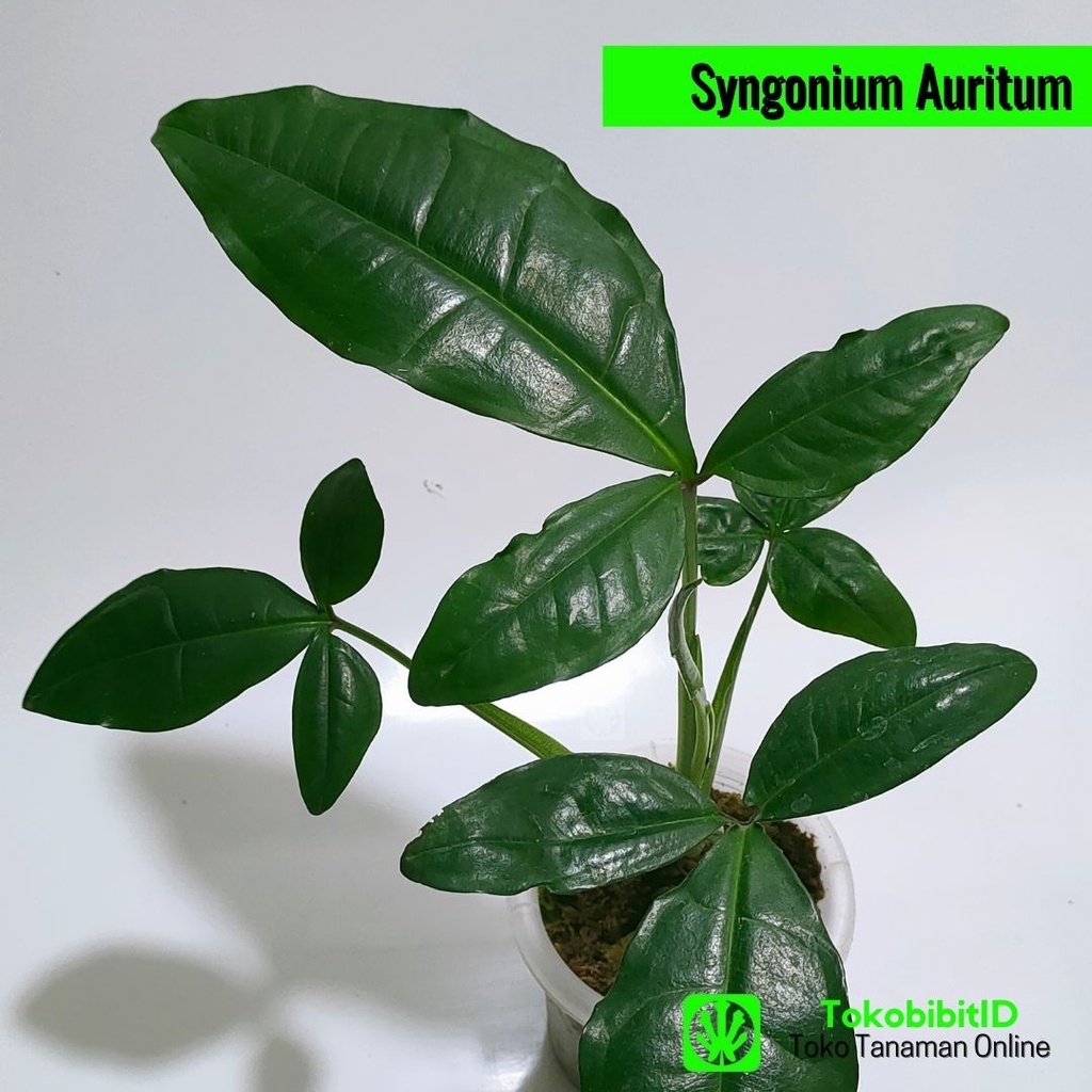 Tanaman Hias Syngonium Auritum