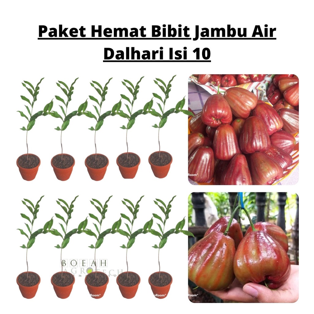 Paket Hemat Bibit Jambu Air Dalhari Okulasi Isi 10 Bonus Bibit Strawberry+Polibag