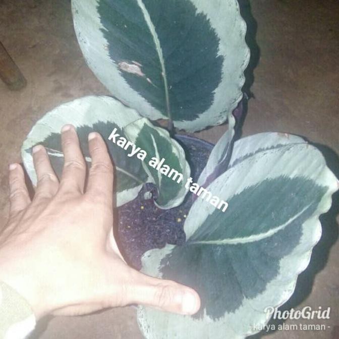 Pohon Calathea Marion/Bibit Calathea Hias Marion