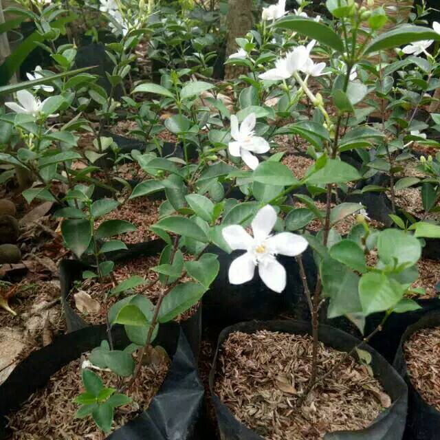 Jual Tanaman bunga melati jasmine pohon melati jasmin