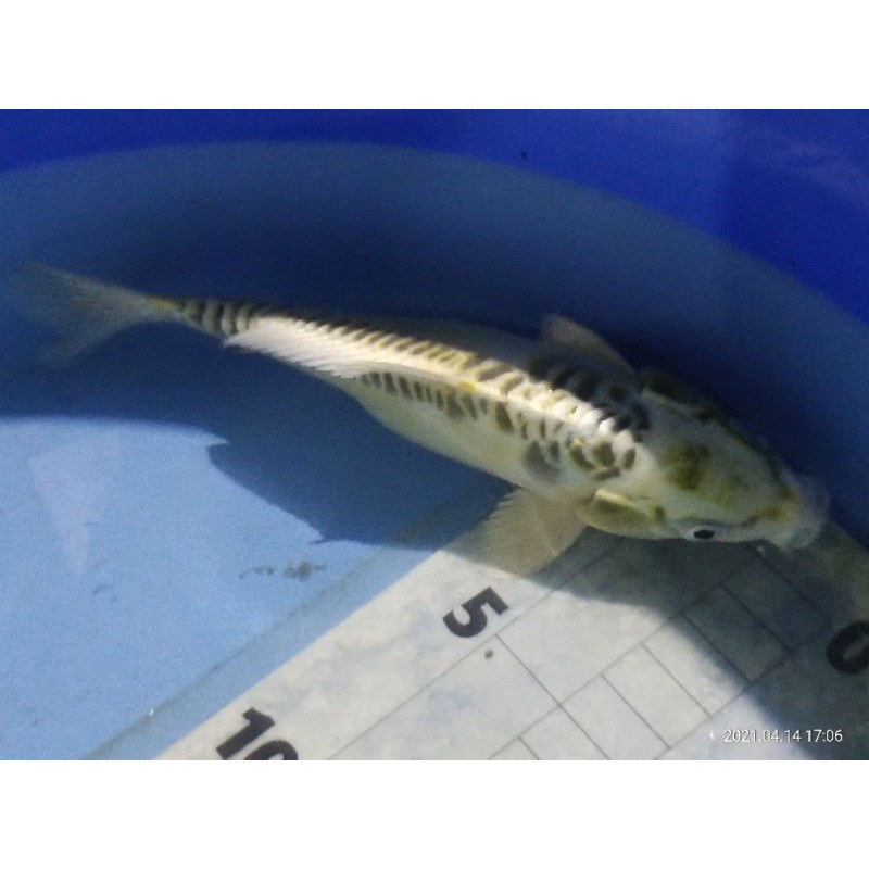 Koi Hariwake Kujaku Kiko