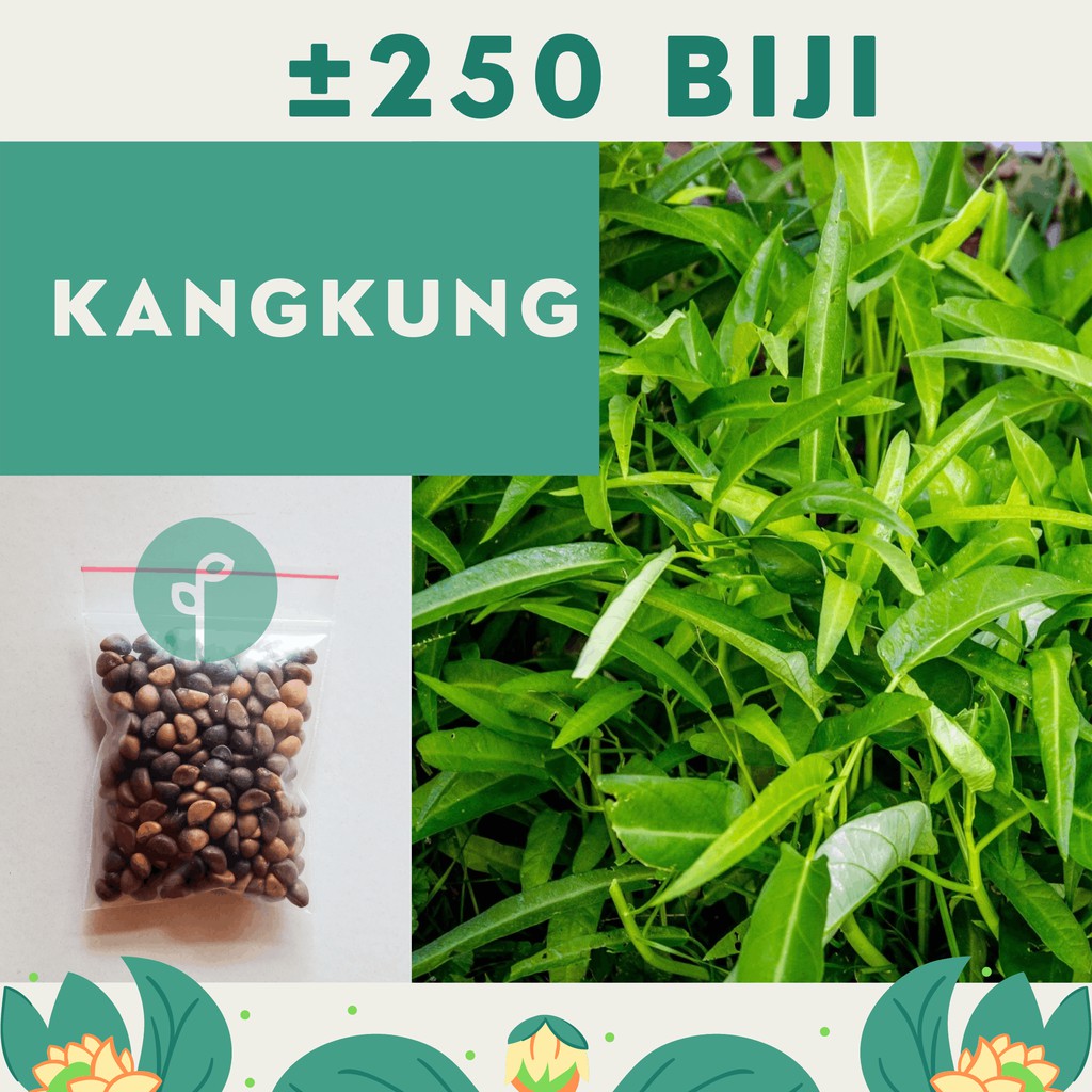 Bibit Sayuran Benih Sayur Paket Lengkap Hidroponik Kangkung Bayam Cabe Sawi Selada Terong Tomat dll-KANGKUNG DAUN LEBAR