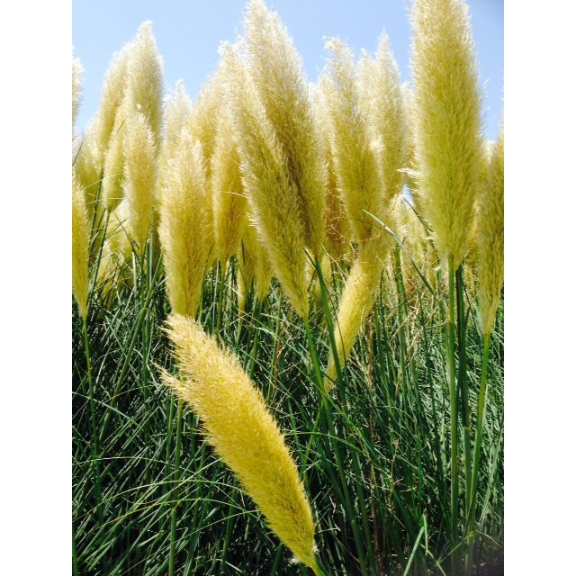 Jual Bibit Benih Biji Yellow Pampass Grass Ornamental Grass Rumput Unik Biji Tanaman Pampass