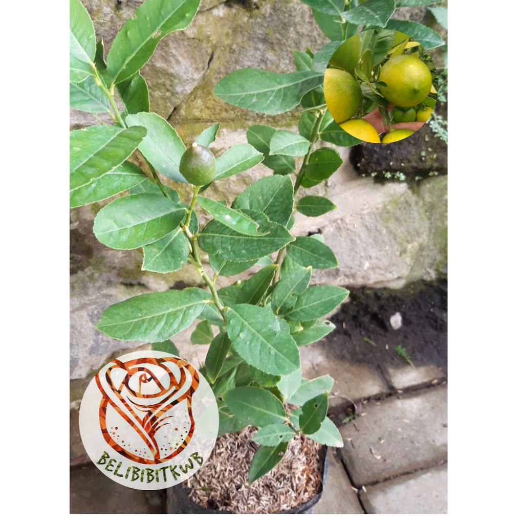 Tanaman Buah California (SUDAH BERBUAH)