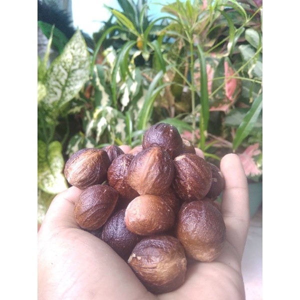 

Biji Buah PALA [Termurah Se-INDONESIA] Kualitas terbaik