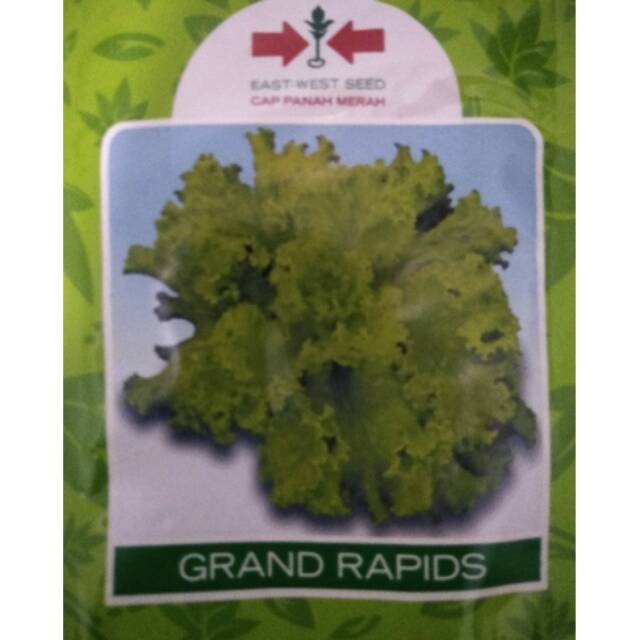 Benih Selada Grand Rapids Panah Merah