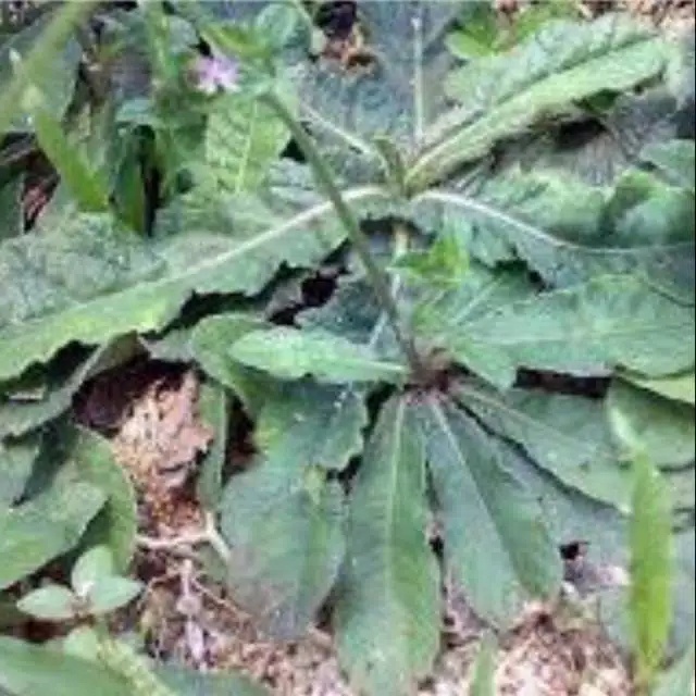 

herbal tempuyung fresh 500 gram Herbal alami Murah Obat herbal alami murah asli dari kampung
