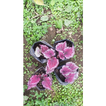 begonia sultan red matahari, begonia baru, begonia unik, begonia red, begonia rex, begonia merah