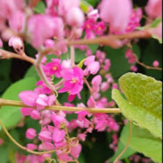 Bibit Air mata pengantin