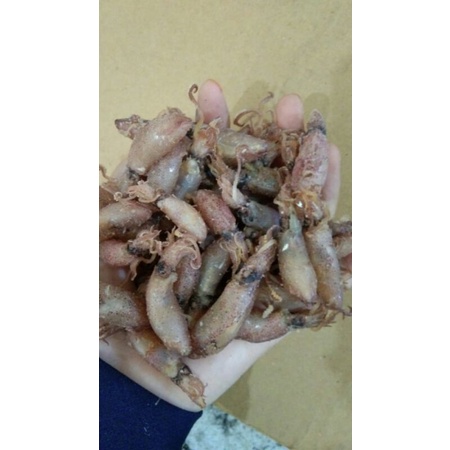 Balita cumi 3-4 cm berat 500 gram