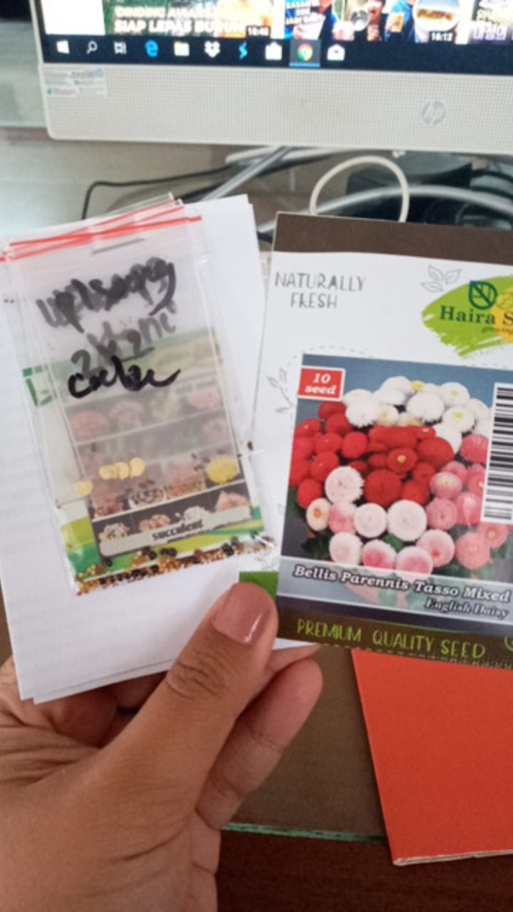 Benih Unggul Bunga Daisy Bellis Tasso Mix Haira Seed Bibit Cantik & Langka Viral 10 Biji
