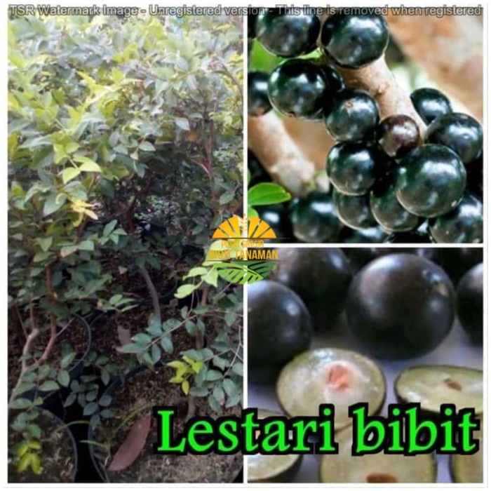 Bibit Anggur Brazil Preco