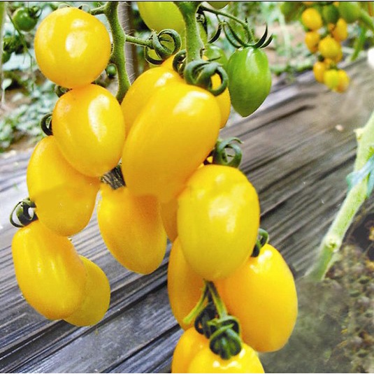 (Isi 10 Biji) BENIH TOMAT CHERRY KUNING / YELLOW CHERRY TOMATO / CAP KNOWN YOU SEED