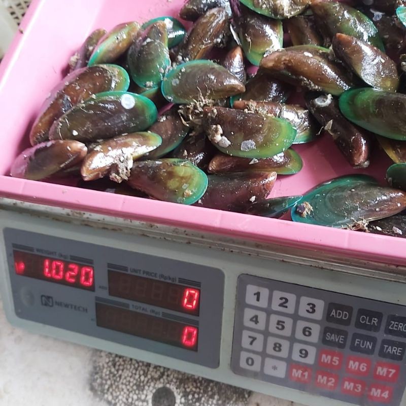 

kerang hijau