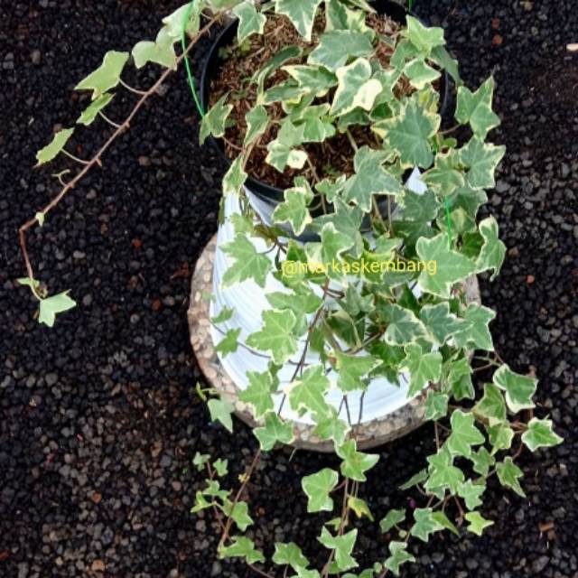 Tanaman Hias English Ivy
