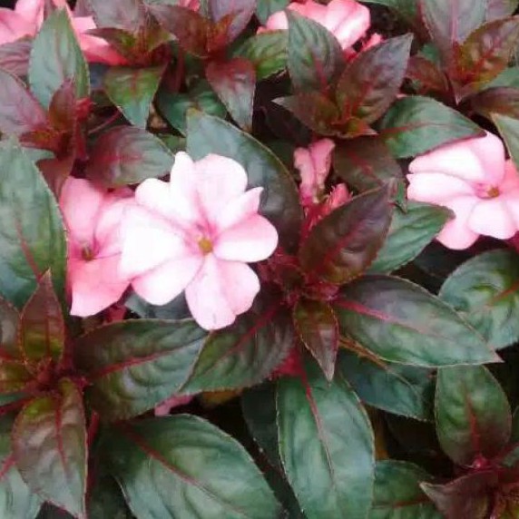 Tanaman Hias Pacar Air Pink
