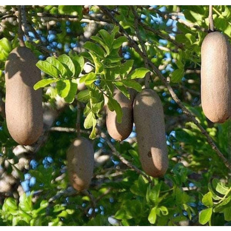 

buah kigelia africana atau buah sosis