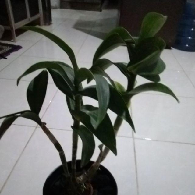 Anggrek Den Tongcay Samran Brown