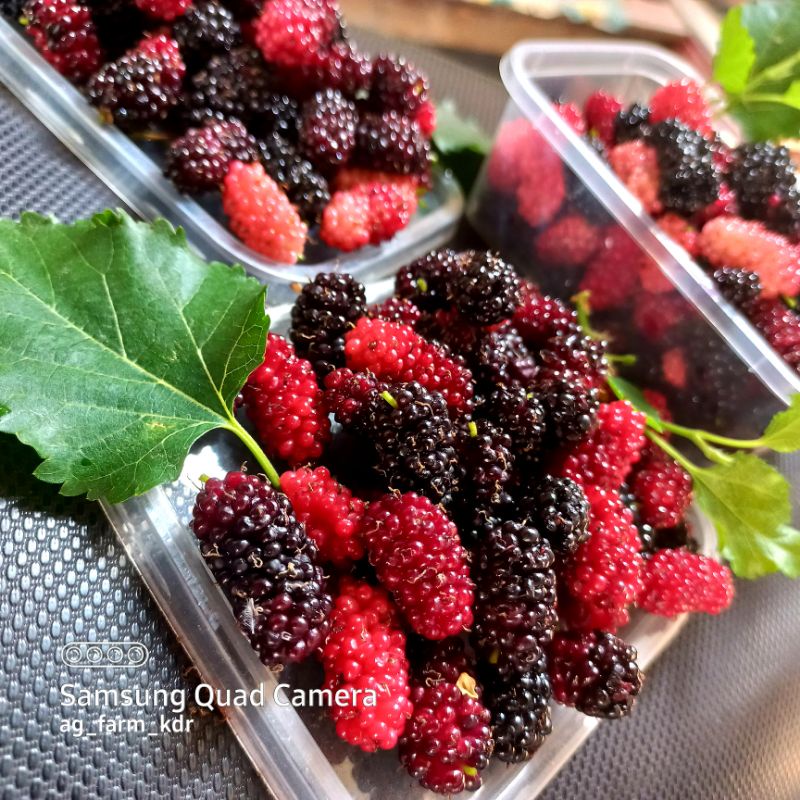 BUAH ARBEI/MURBEI SEGAR LANGSUNG PETIK DARI POHON