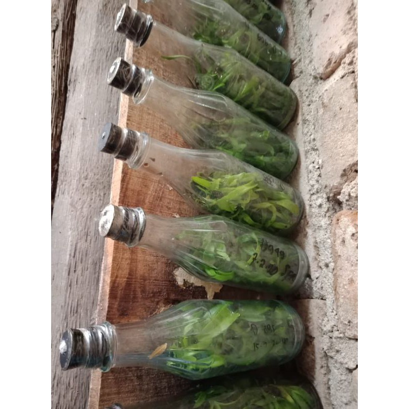 BIBIT BOTOLAN DENDROBIUM KERITING MELINTIR DD ORCHID