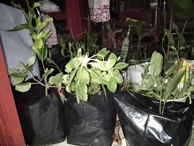 Plastik Polybag Ukuran 40 Cm Harga Eceran