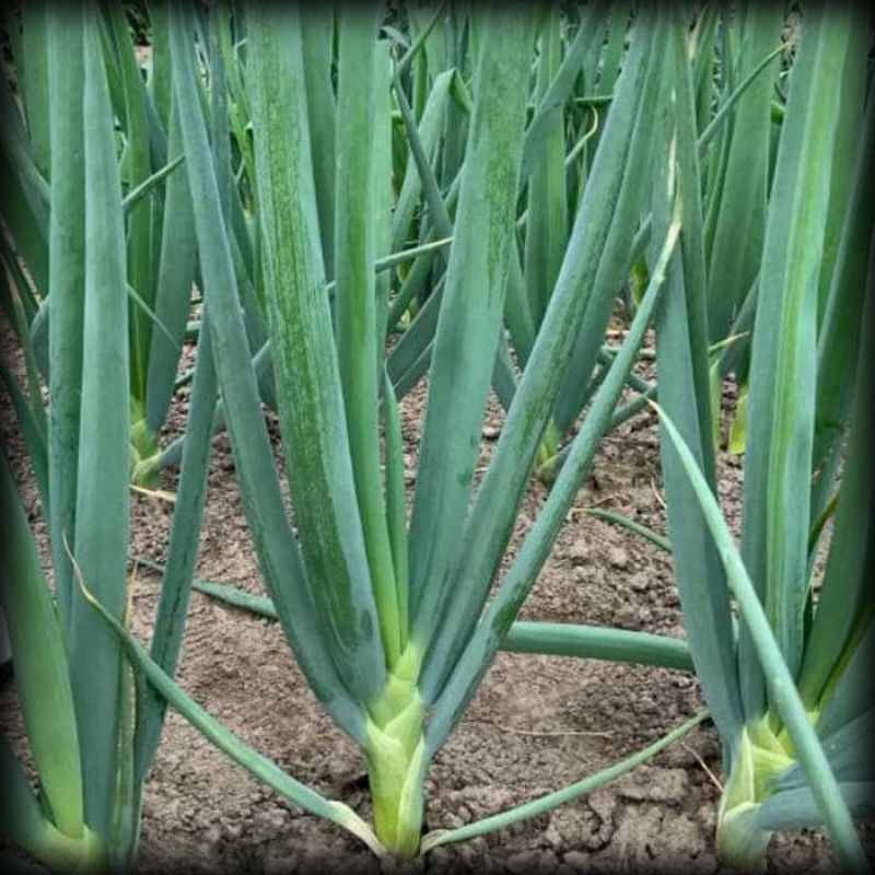 

50 Benih/Biji/Bibit Daun Bawang