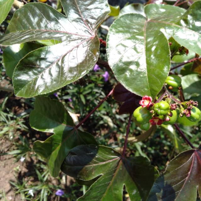 Jarak Wulung Tanaman Obat