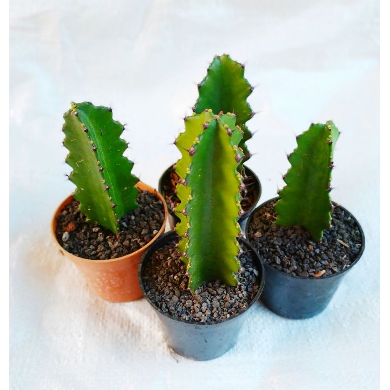 Euphorbia Ingens || Candelabra tree