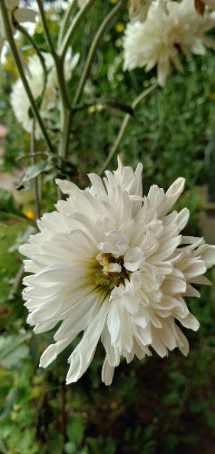 Terlaris / Batik Mega Mendung Exclusive ( Ningkrat_jaya)