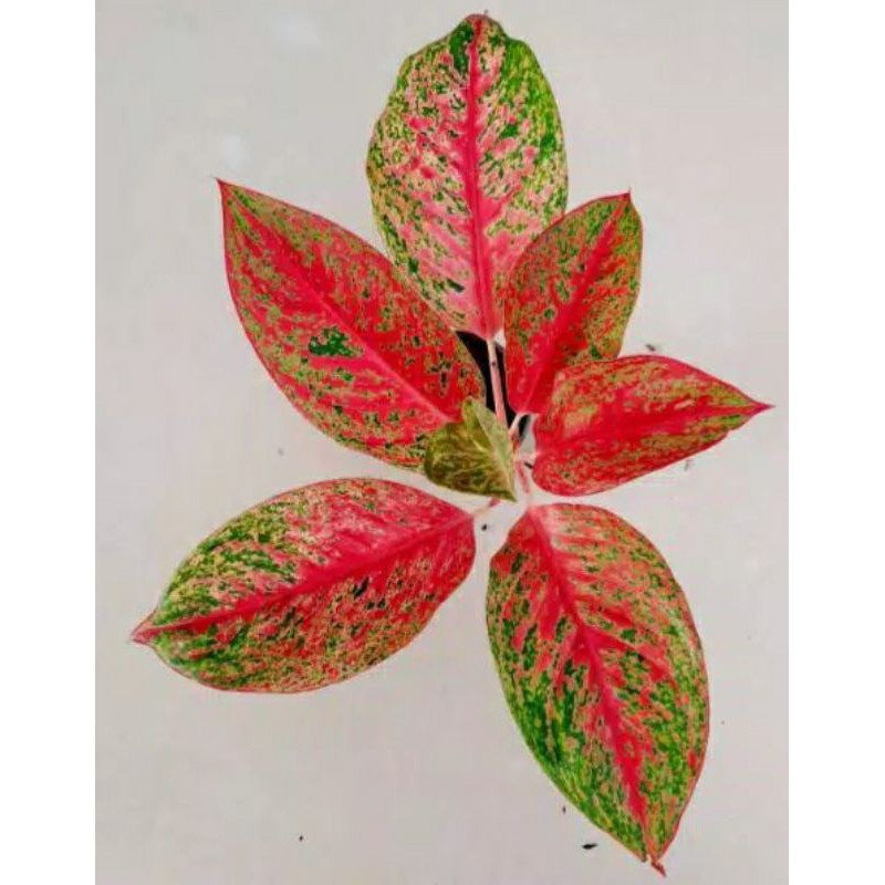 aglonema striptis murah remaja sudah merah