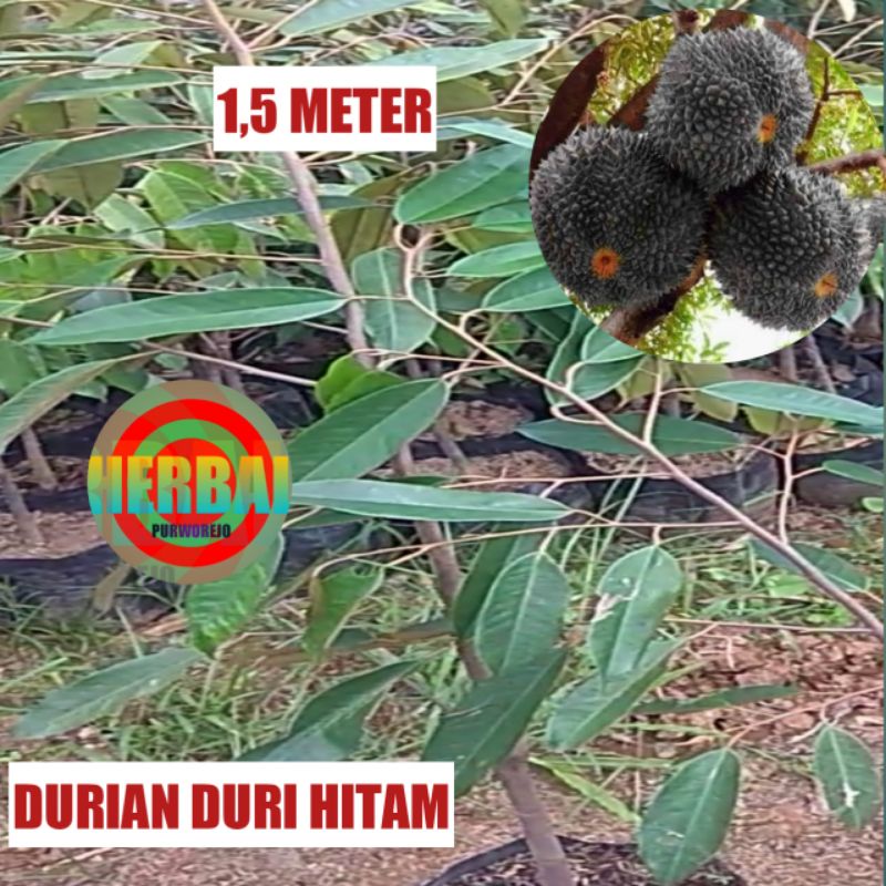 BIBIT DURIAN DURI HITAM 1,5 METER // DURIAN OCHE