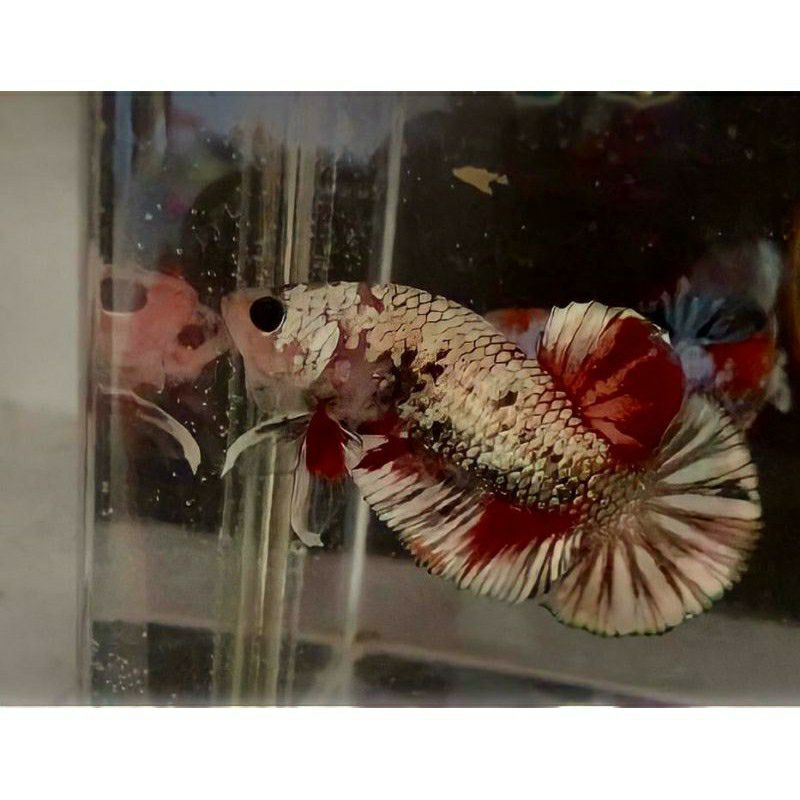 Red koi cooper Gold