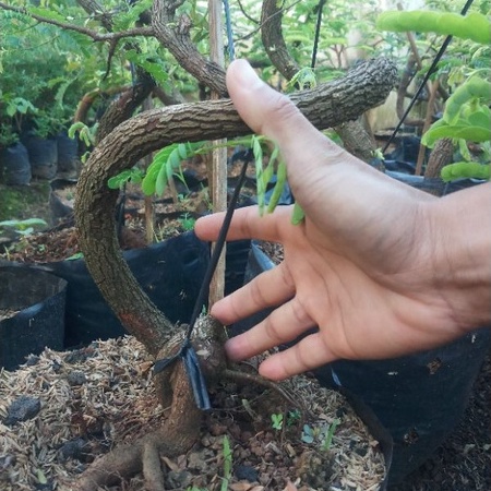 asem jawa batang besar bahan bonsai dari biji akar berkarakter