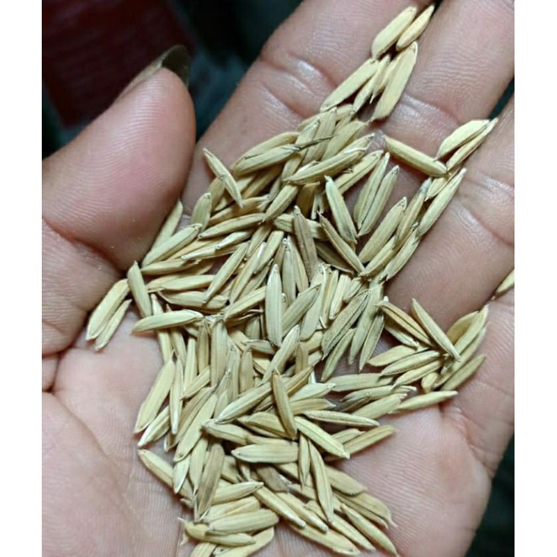 Benih Padi Basmati Aromatik Gr Basmati Rice 500 gr