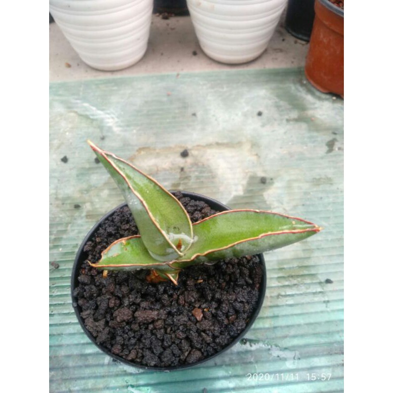 Tanaman hias pembersih udara sansevieria / sansivera robusta dwarf