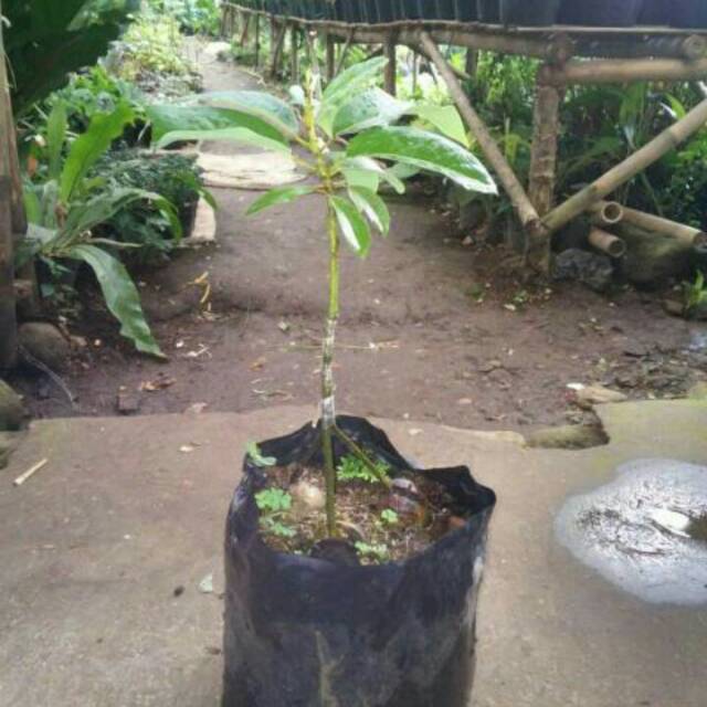 Bibit pohon alpukat miki kaki 3-bibit pohon alpukat mentega kaki 3