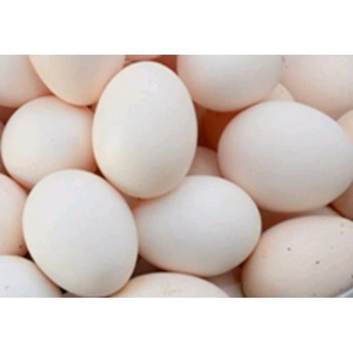 

Telur Ayam Kamppung fertil Original 10 butir untuk jamu