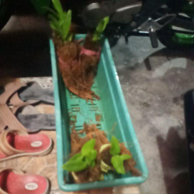 Bibit Anggrek Dendro - Seedling Hybrid Dendrobium Melintir - Keriting