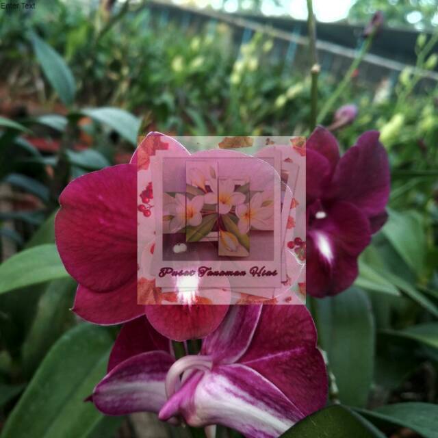 Anggrek Dendrobium MORRED RED (REMAJA)